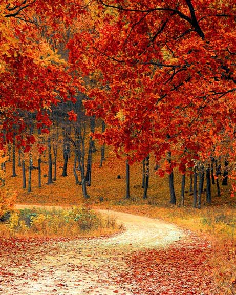 Autumn Colors Landscape