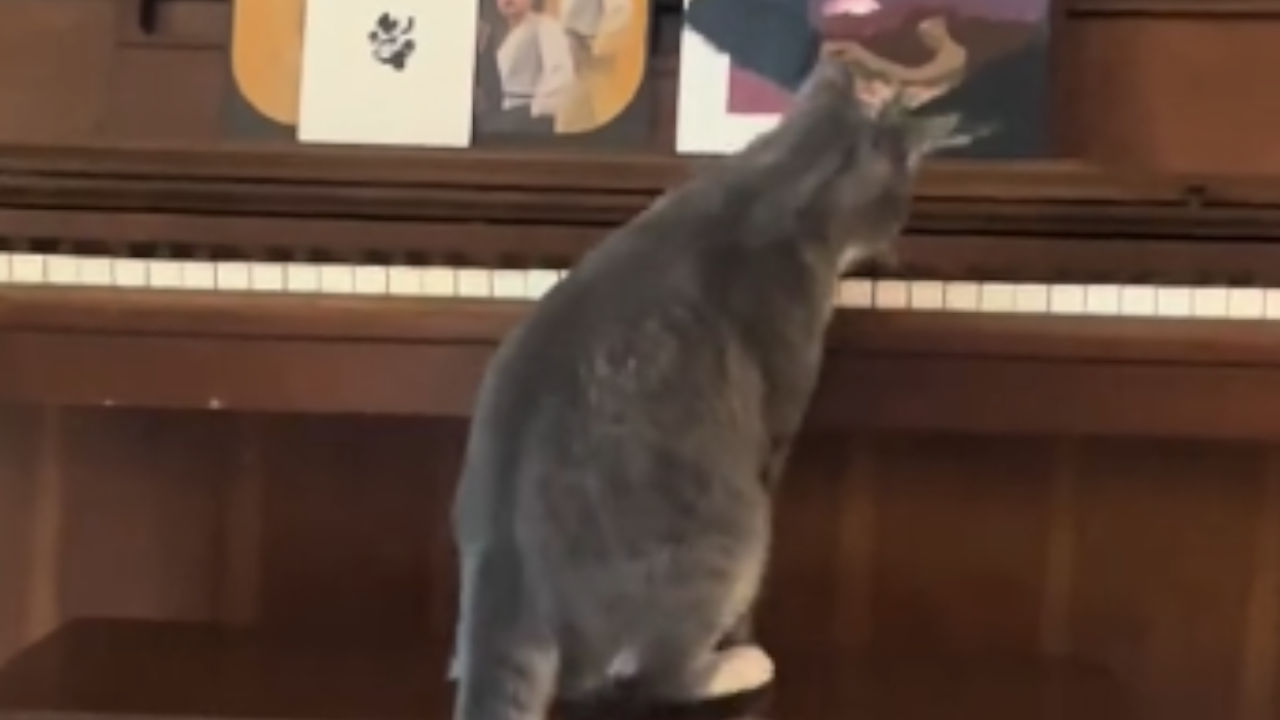 cat piano